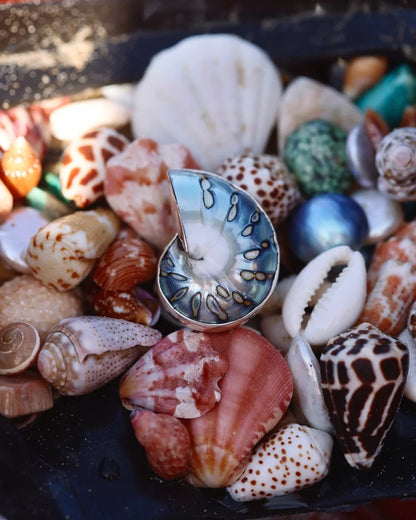 Nudibranch Nautilus Ring